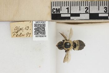 Media type: image;   Entomology 785874 Aspect: labels